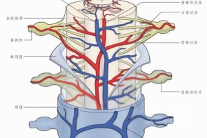 解剖脊髓和脑的动脉血供—中枢神经系统的血管